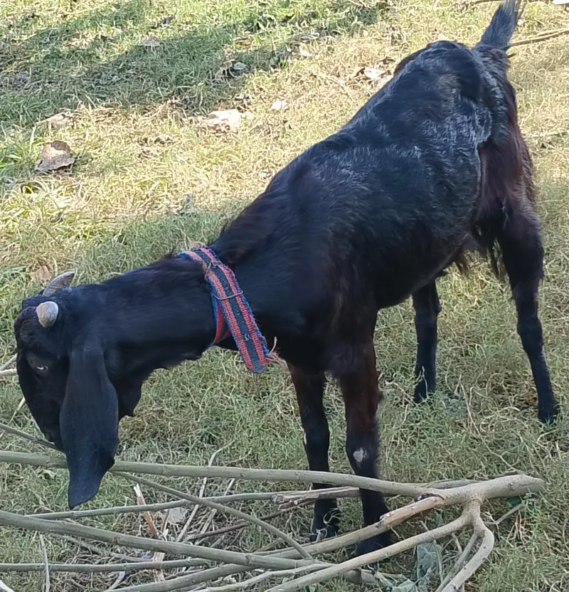 Mix Breed Goat for sale — photo 3