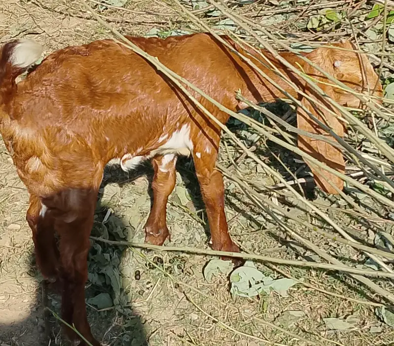 Mix Breed Goat for sale — photo 4