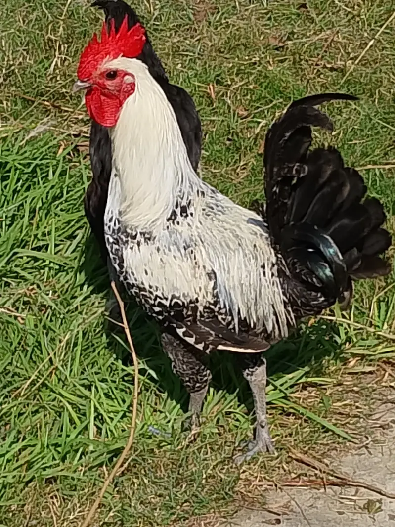 Mix Breed Goat for sale — photo 5