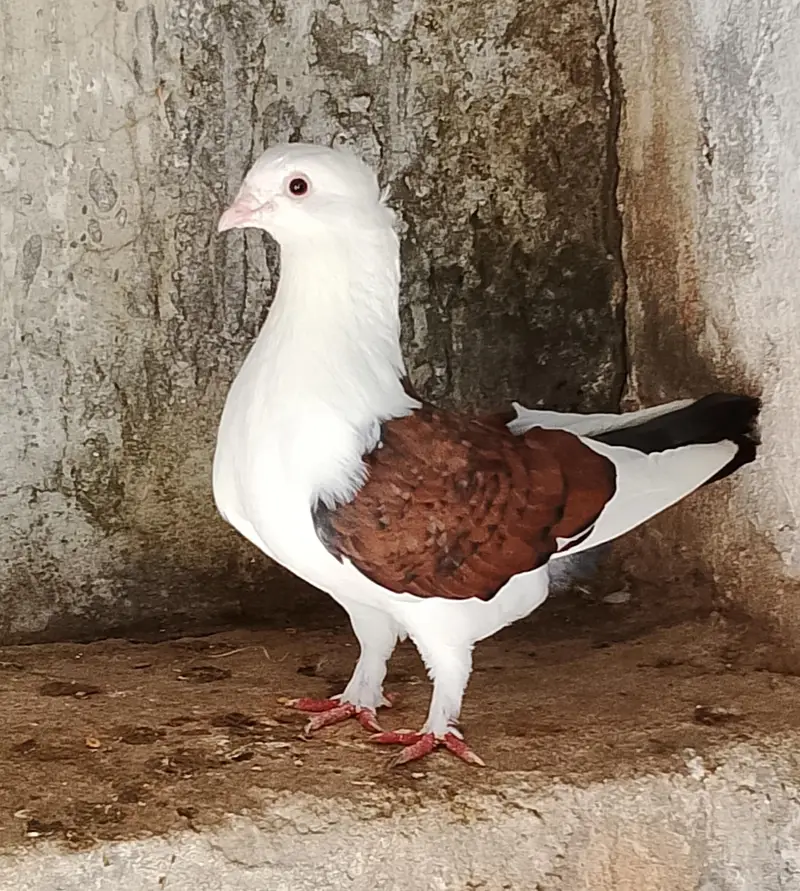 Mix Breed Goat for sale — photo 7