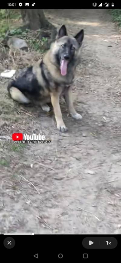 gsd for sale ( working line )
