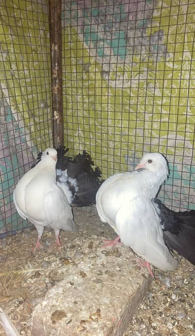 Black tail Kabotar