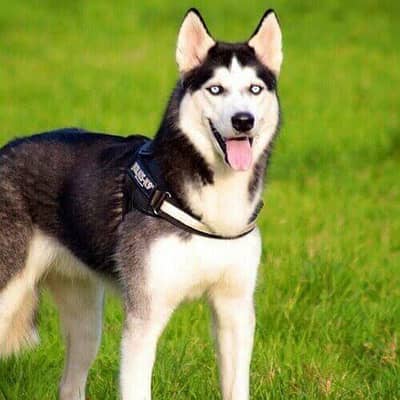 Siberian husky female breeder