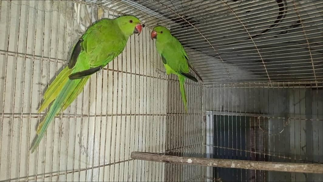 Green Ringneck Patha pair 0