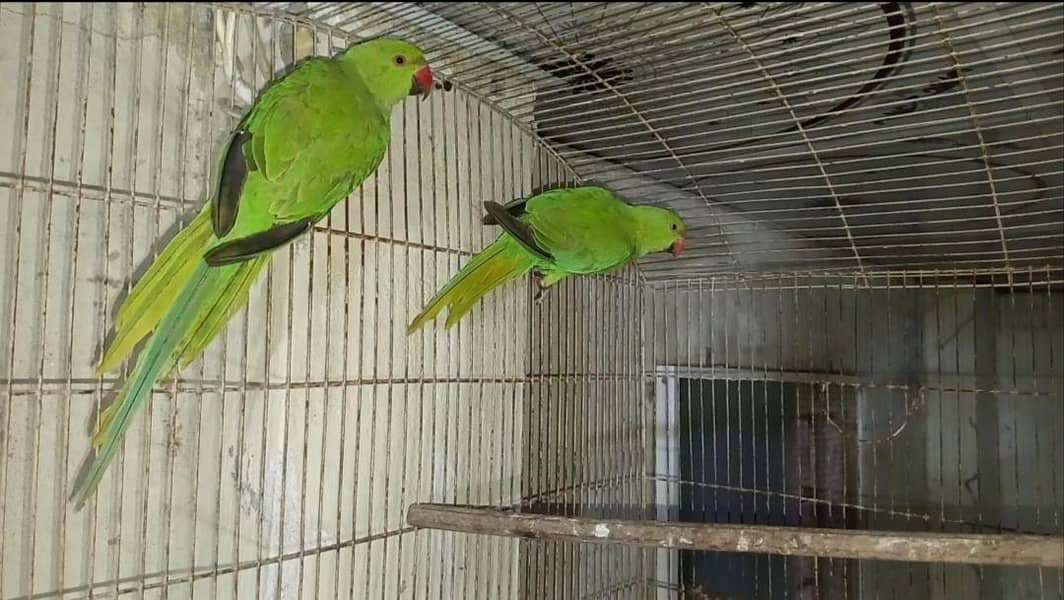 Green Ringneck Patha pair 1
