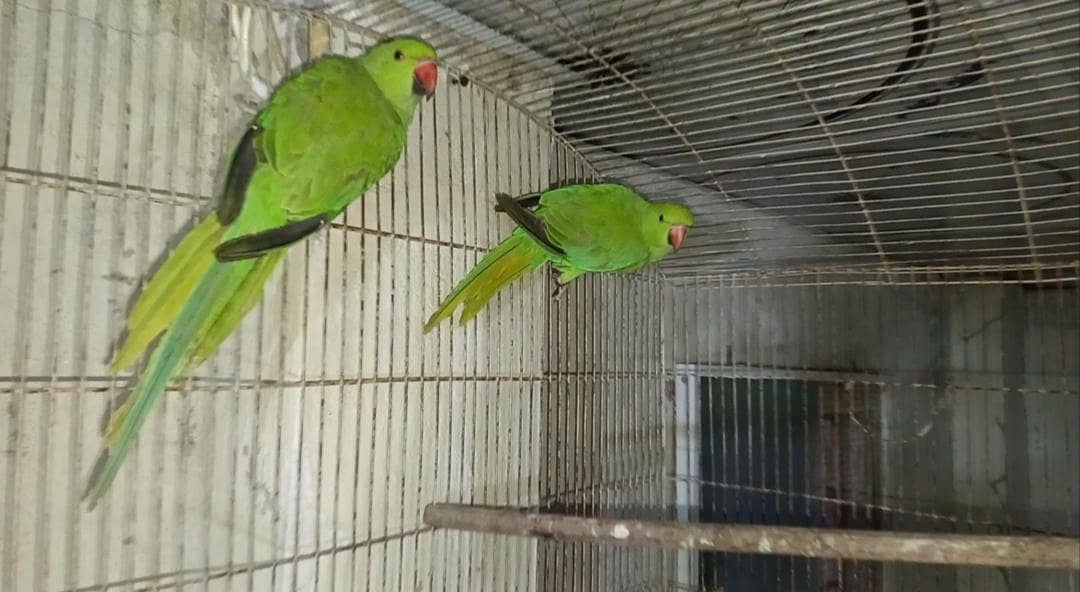 Green Ringneck Patha pair 2