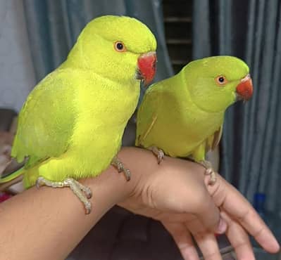 Hand tame parrot