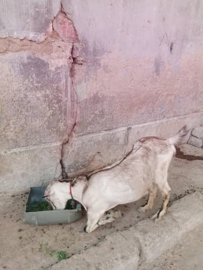 goat for sale