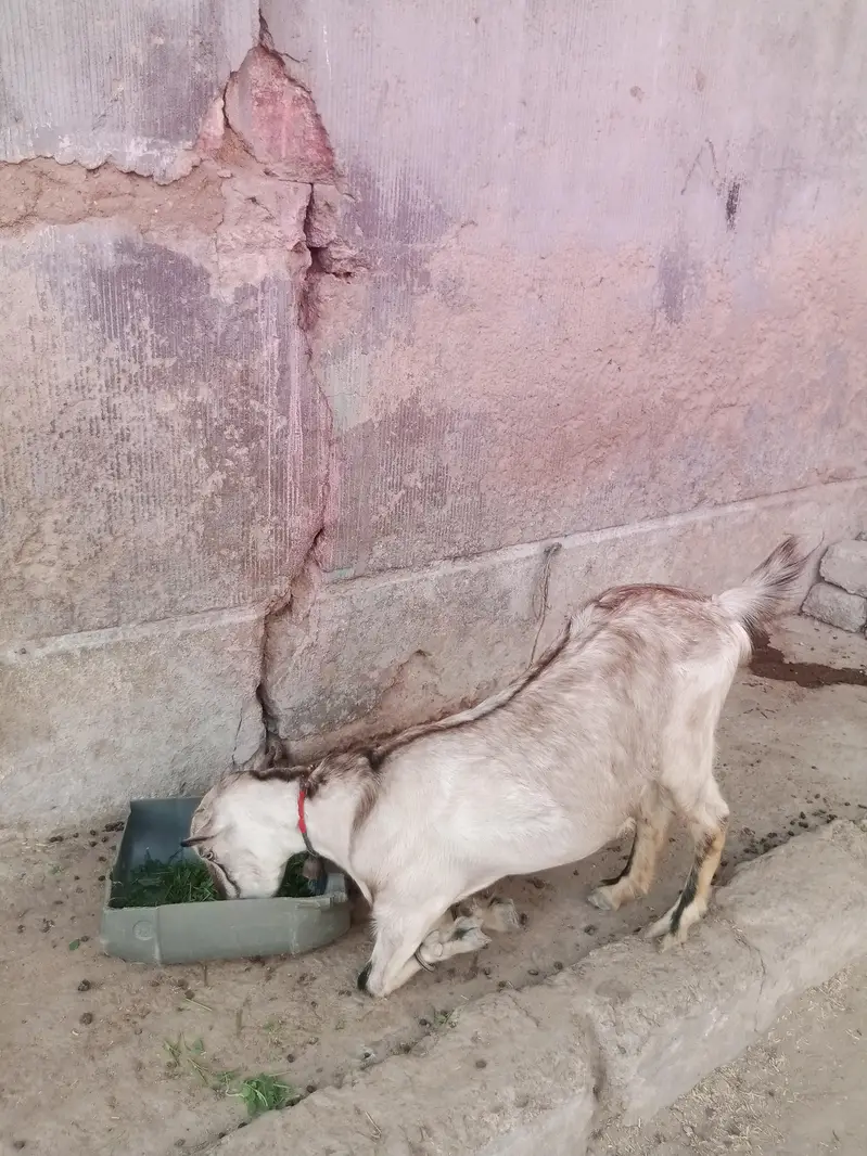 goat for sale