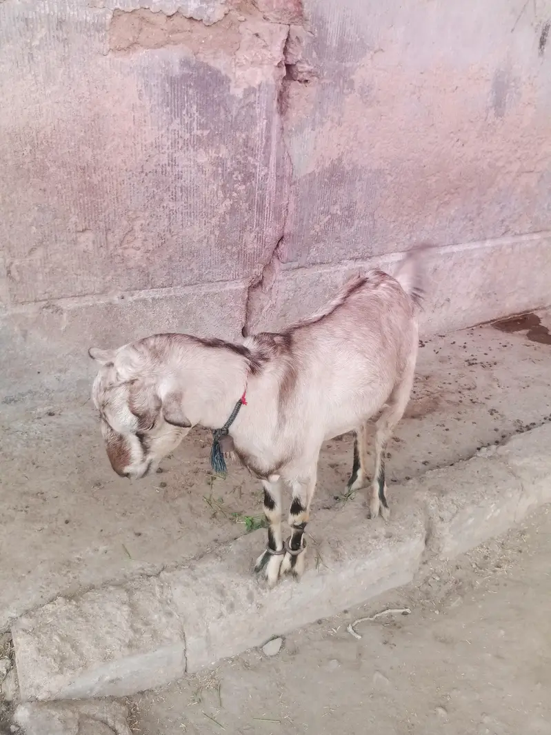 goat for sale — photo 2