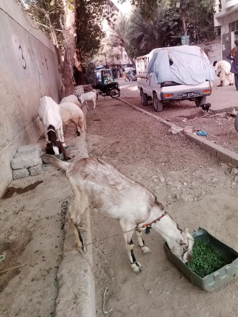 goat for sale — photo 3