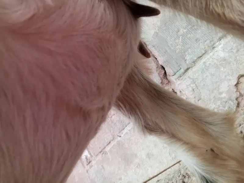 goat for sale — photo 4