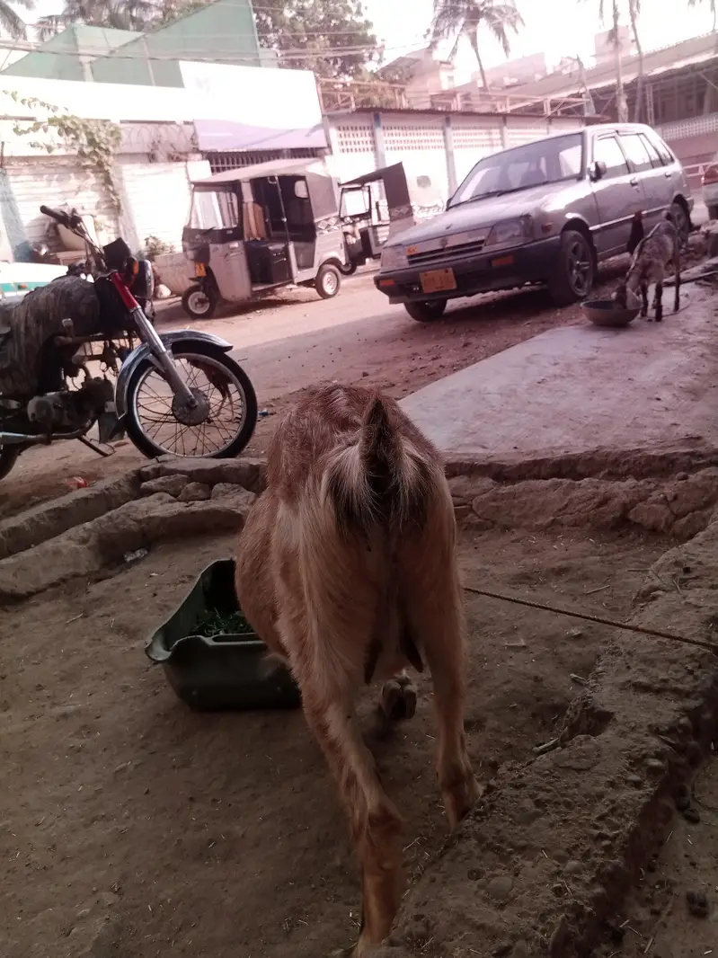 goat for sale — photo 5
