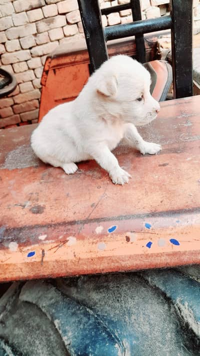 Pure Russian dog puppies for sale whatsapp number 03161731812