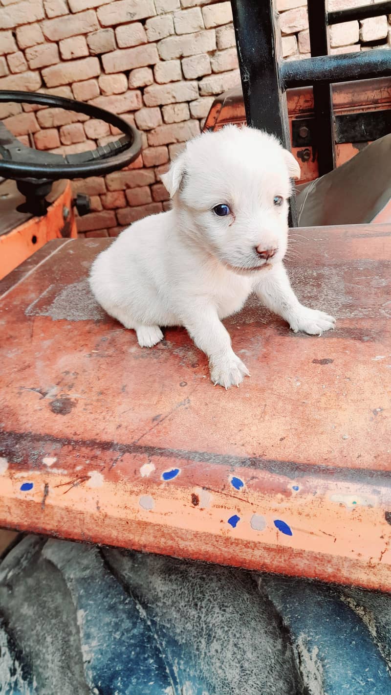 Pure Russian dog puppies for sale whatsapp number 03161731812 - Dogs ...