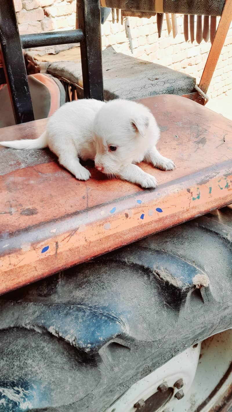 Pure Russian dog puppies for sale whatsapp number 03161731812 - Dogs ...