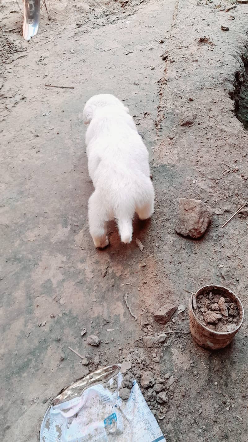 Pure Russian dog puppies for sale whatsapp number 03161731812 - Dogs ...