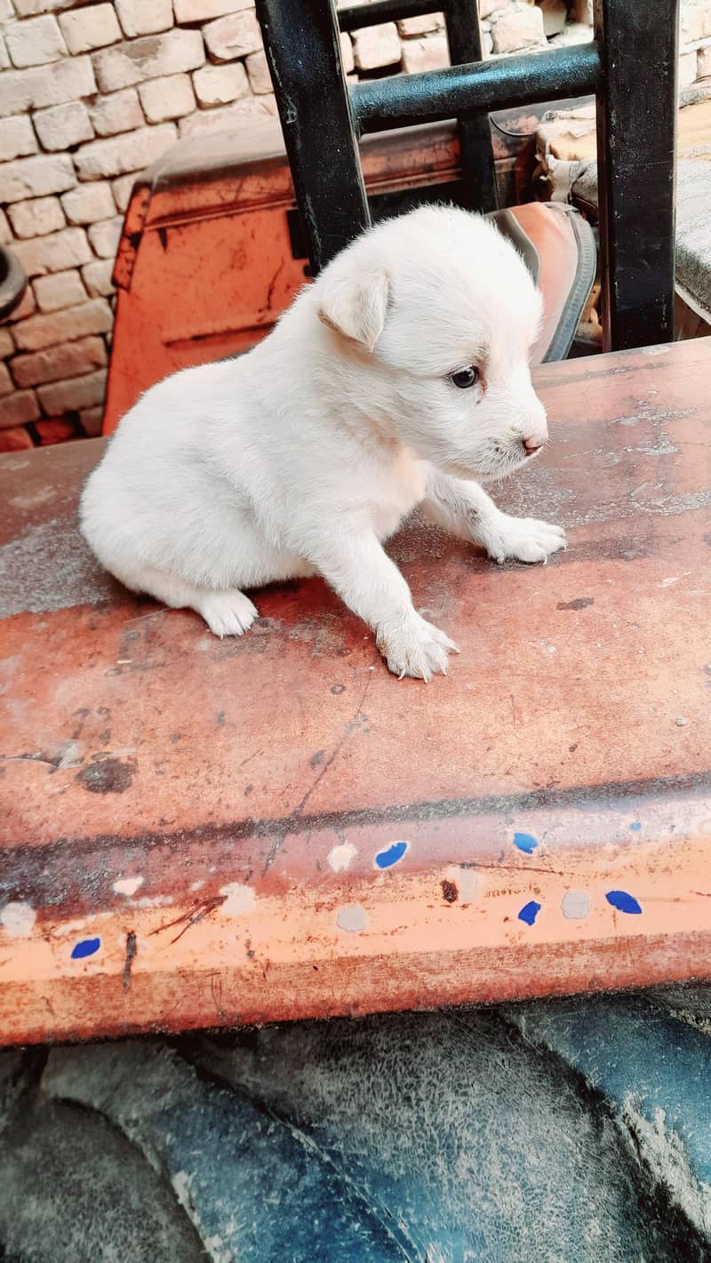 Pure Russian dog puppies for sale whatsapp number 03161731812 - Dogs ...