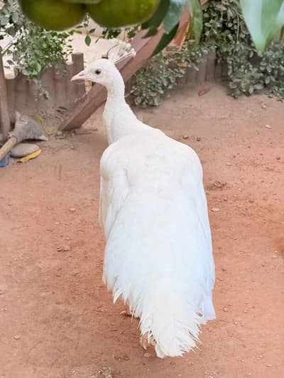 White Peacock Pair
