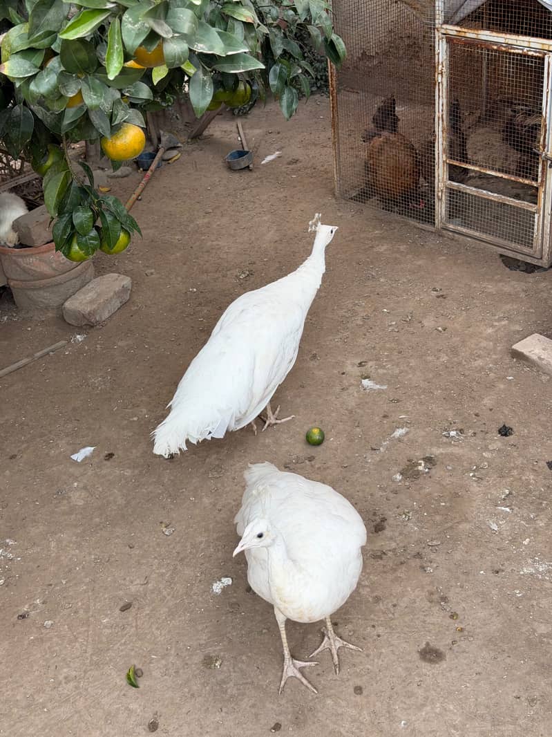 White Peacock Pair 1
