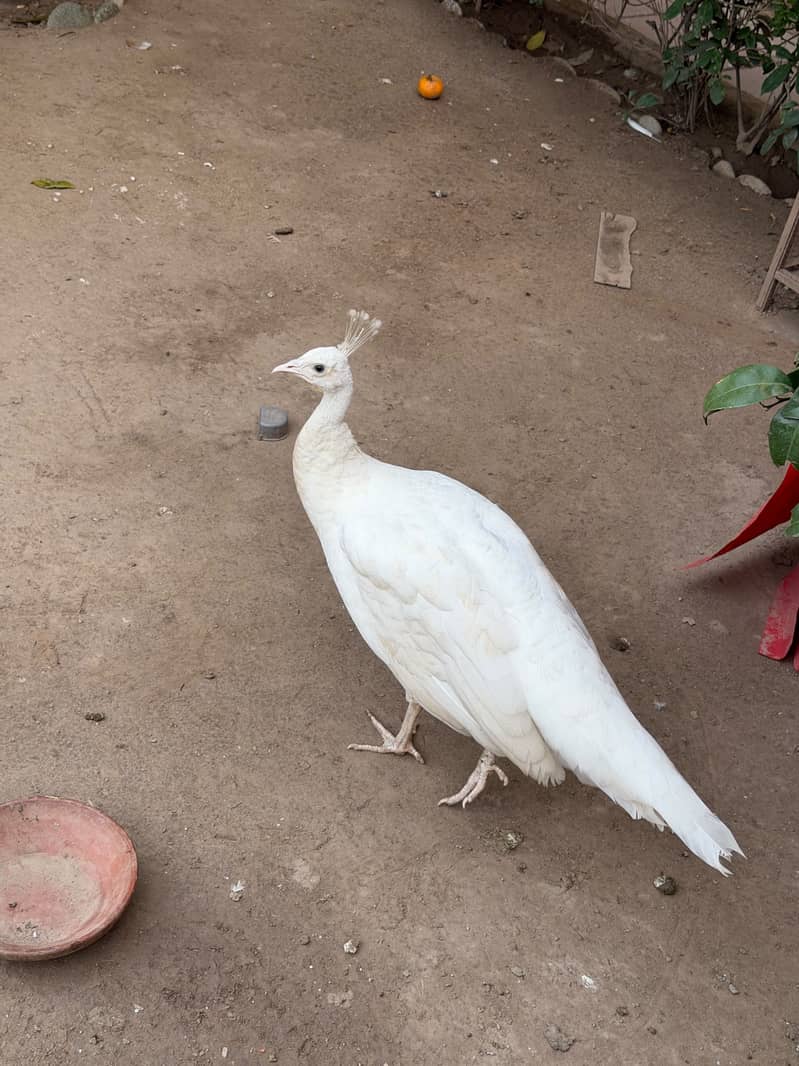 White Peacock Pair 2