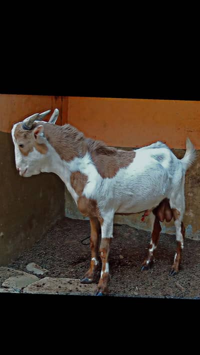 Goat for Sale