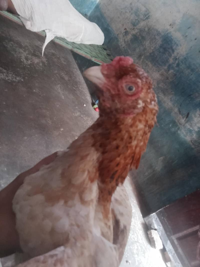 Hens aseel 2