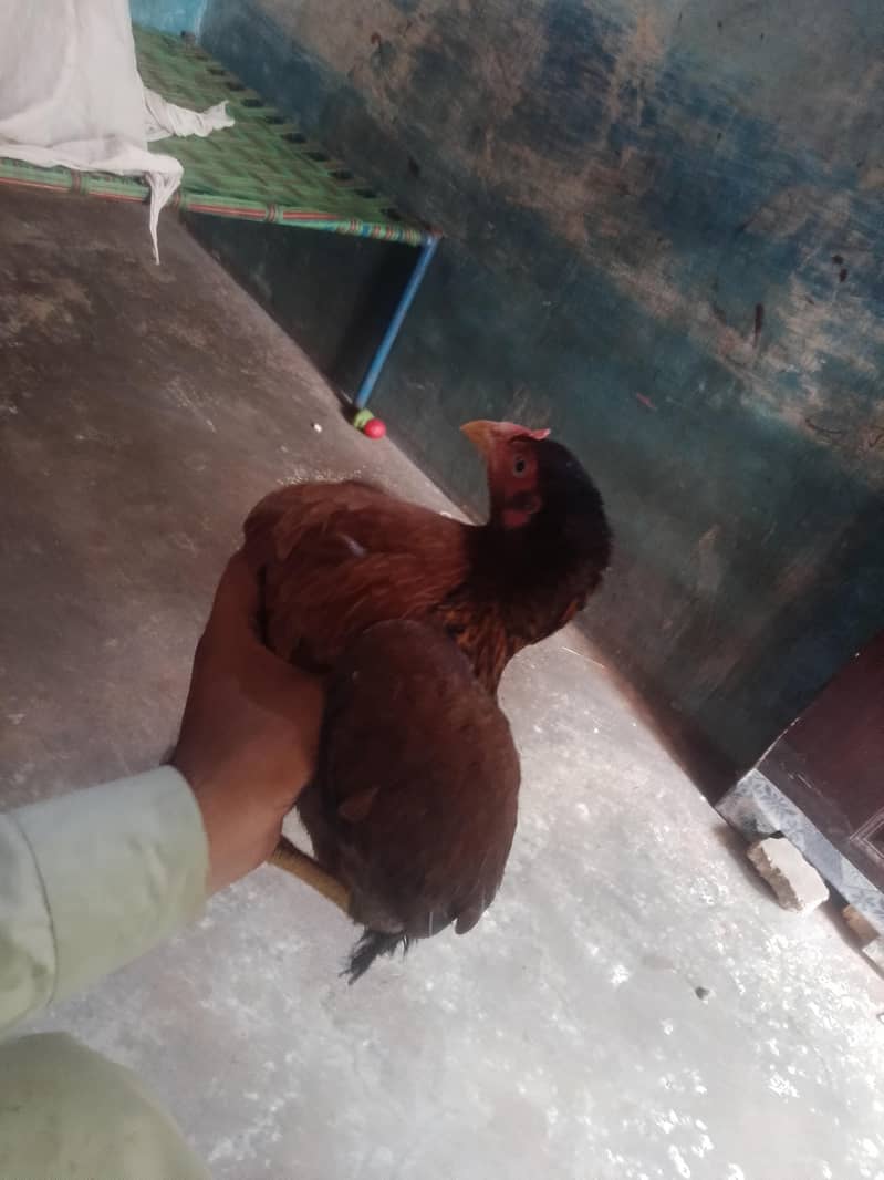 Hens aseel 3