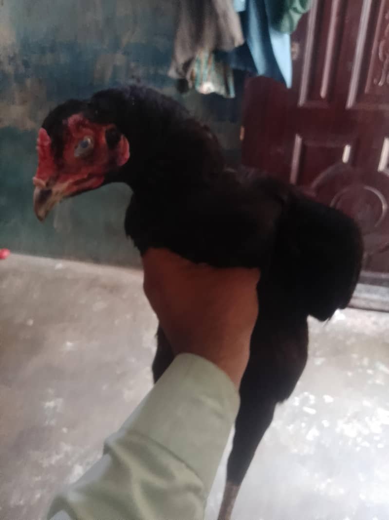 Hens aseel 4