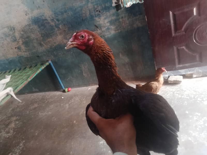 Hens aseel 5