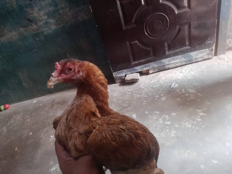 Hens aseel 6