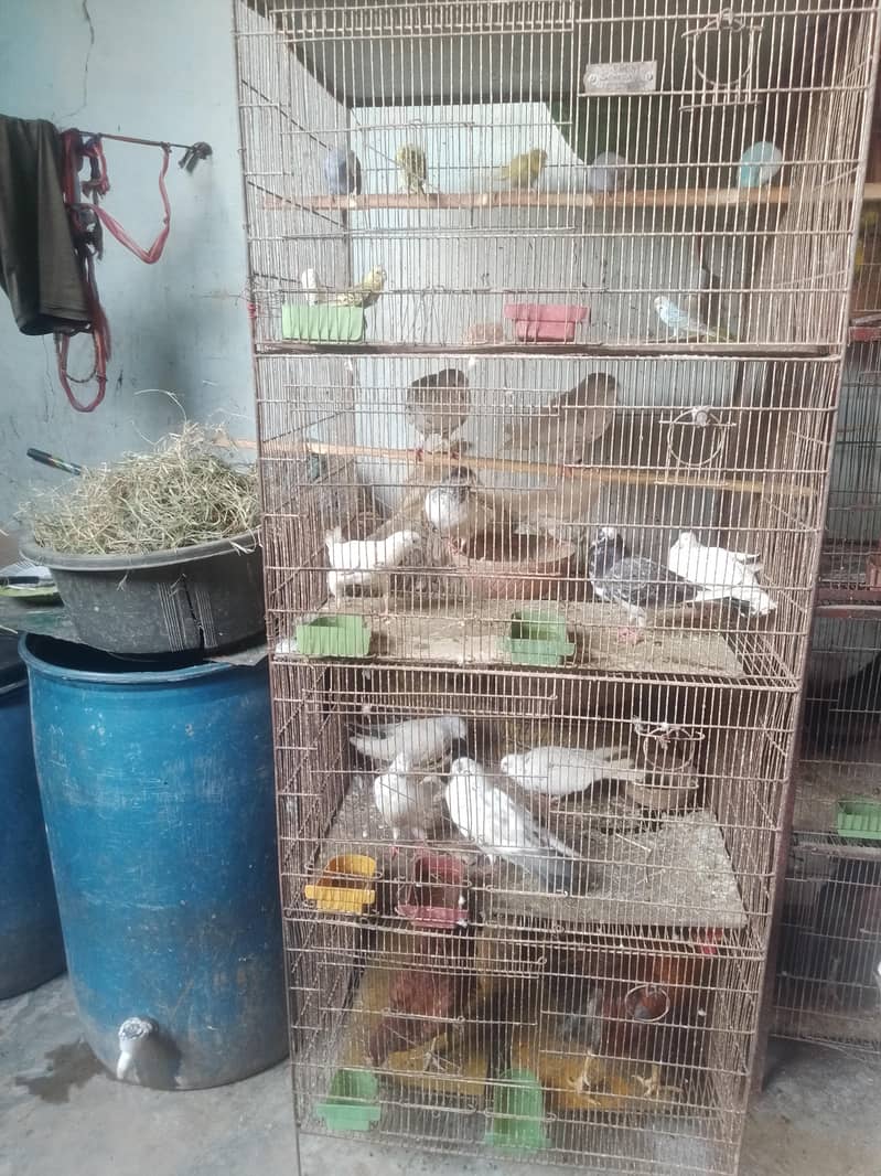 Hens aseel 9