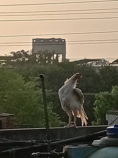 bhai bohat acha murga h barganing hojay gi