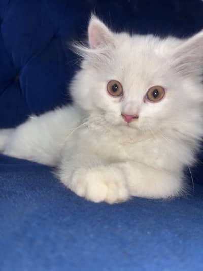 kitten | cat | 2 months only | pairs
