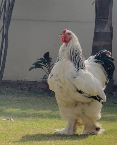 Golden Heavy Buff Bantum Long Tail Light Barhama