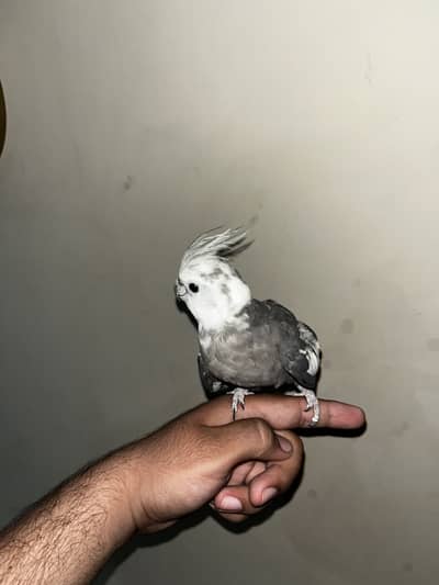 Hand tame eno cocktail talking main whistle krta ha
