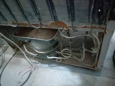 pel friage for sale