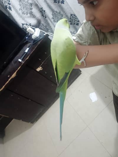 male face to face talking parrot