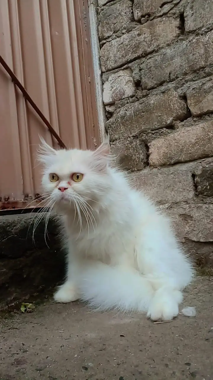 Punch face cat female — photo 3