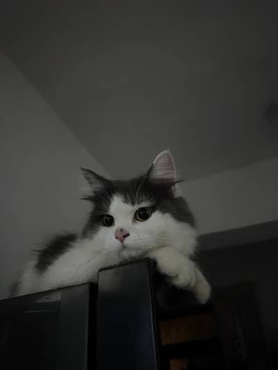 Cute cats