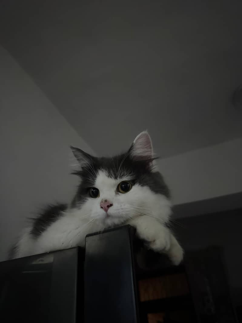 Cute cats 0