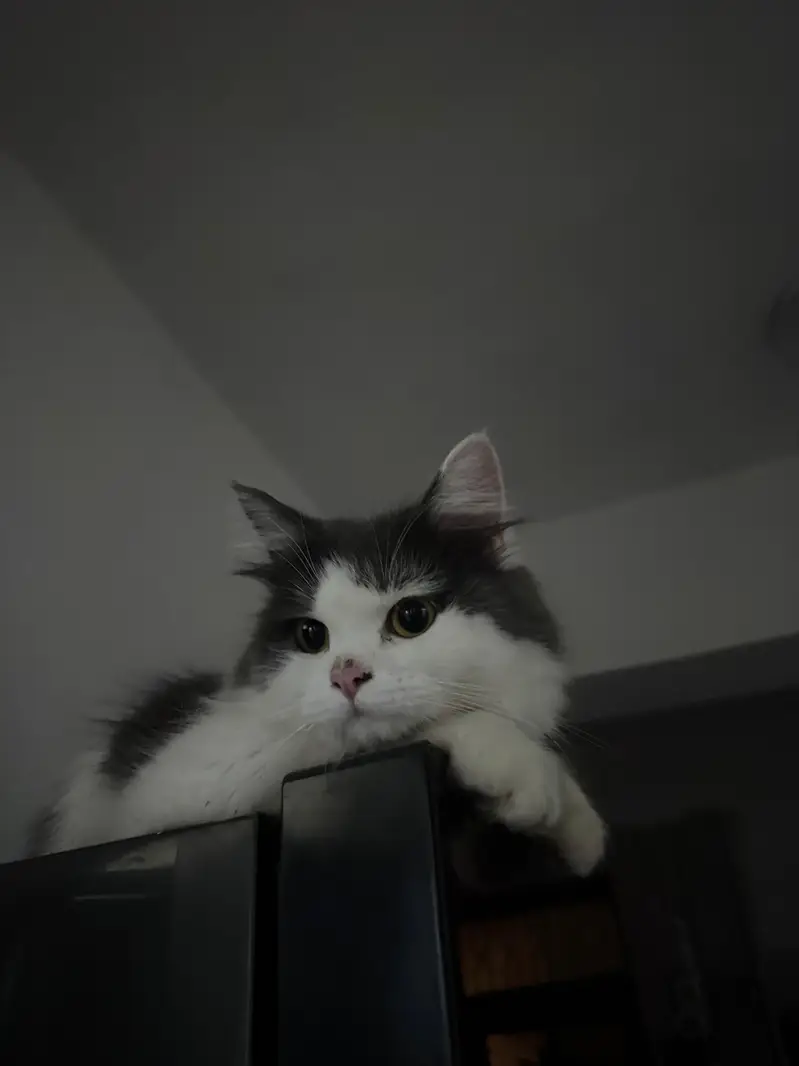 Cute cats