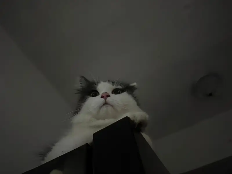 Cute cats — photo 2