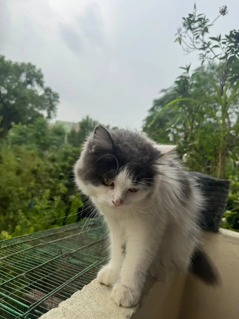 Cute cats — photo 3