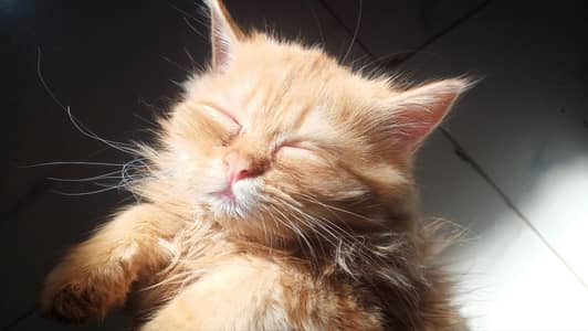 triple coated , Persian kitten , 8 months old