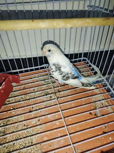 Read Description With Open Eyes then Contact