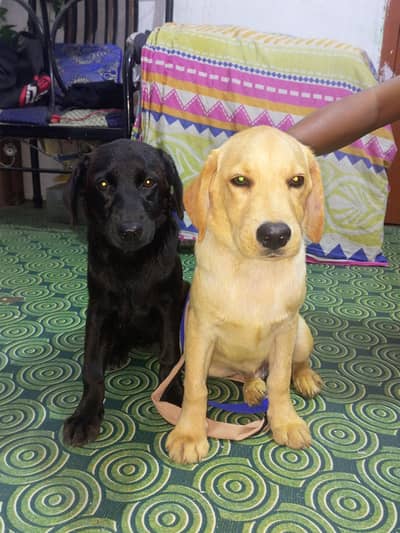 Top Quality Labrador Retriever