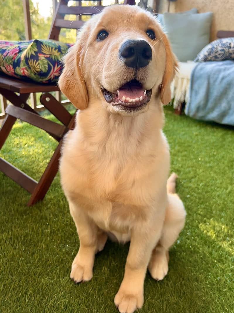 Golden retriever puppy - Dogs - 1120912957