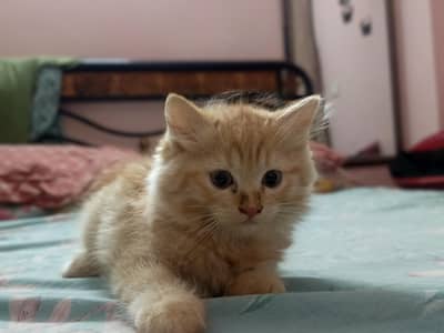 Persian kitten