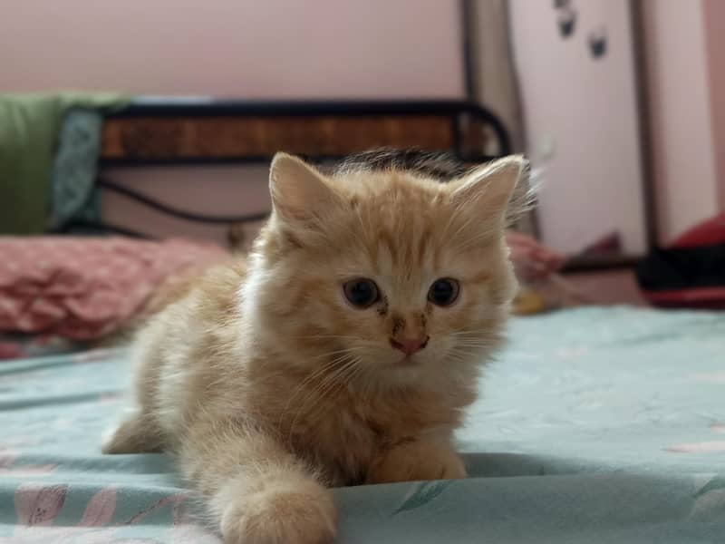 Persian kitten 0
